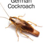 خرید و دانلود نسخه کامل کتاب Biology and Management of the German Cockroach