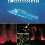 خرید و دانلود نسخه کامل کتاب Biology of European Sea Bass