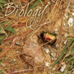 خرید و دانلود نسخه کامل کتاب Biology: Textbook for Class XI