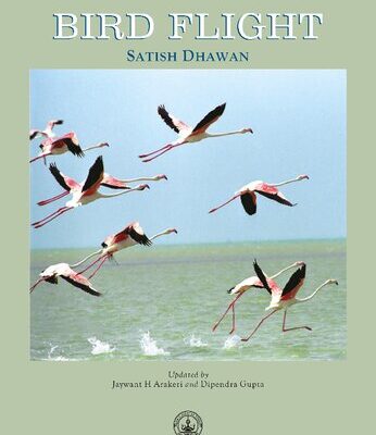 خرید و دانلود نسخه کامل کتاب Bird Flight