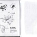 خرید و دانلود نسخه کامل کتاب Bird Guide