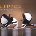 خرید و دانلود نسخه کامل کتاب Bird Photographer of the Year: Collection 9