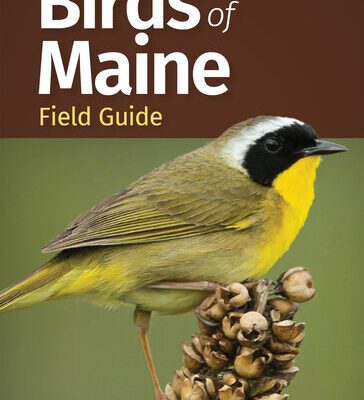 خرید و دانلود نسخه کامل کتاب Birds of Maine Field Guide