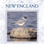 خرید و دانلود نسخه کامل کتاب Birds of New England