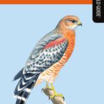 خرید و دانلود نسخه کامل کتاب Birds of North Carolina: A Falcon Field Guide