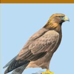 خرید و دانلود نسخه کامل کتاب Birds of Prey