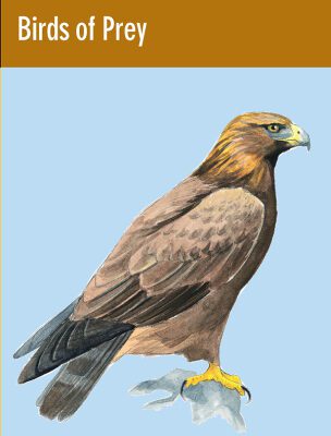 خرید و دانلود نسخه کامل کتاب Birds of Prey