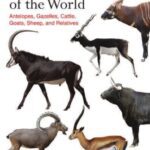 خرید و دانلود نسخه کامل کتاب Bovids of the World :  Antelopes, Gazelles, Cattle, Goats, Sheep, and Relatives