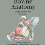 خرید و دانلود نسخه کامل کتاب Bovine anatomy : an illustrated text