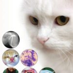 خرید و دانلود نسخه کامل کتاب BSAVA Manual of Feline Practice: A Foundation Manual