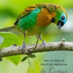 خرید و دانلود نسخه کامل کتاب caderno de aves da apa do Carmo