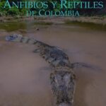 خرید و دانلود نسخه کامل کتاب Catálogo de Anfibios y Reptiles de Colombia