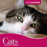 خرید و دانلود نسخه کامل کتاب Cats (Animals Animals)