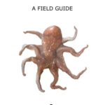 خرید و دانلود نسخه کامل کتاب Cephalopods In Greenland Waters