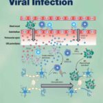خرید و دانلود نسخه کامل کتاب Chemokines and Viral Infection (Current Topics in Microbiology and Immunology)