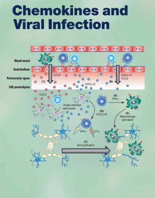 خرید و دانلود نسخه کامل کتاب Chemokines and Viral Infection (Current Topics in Microbiology and Immunology)