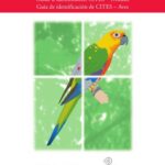 خرید و دانلود نسخه کامل کتاب CITES Identification Guide. Birds