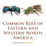 خرید و دانلود نسخه کامل کتاب Common bees of Eastern and Western North America (2-volume set)