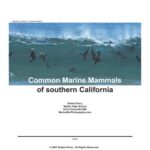 خرید و دانلود نسخه کامل کتاب Common Marine Mammals of southern California