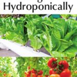 خرید و دانلود نسخه کامل کتاب Complete Guide for Growing Plants Hydroponically