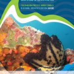 خرید و دانلود نسخه کامل کتاب Corales duros del Pacífico colombiano: guía visual de identificación. Colombian Pacific Hard Corals: A Visual Identification Guide
