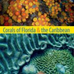 خرید و دانلود نسخه کامل کتاب Corals of Florida and the Caribbean