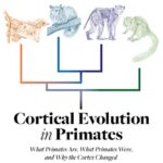خرید و دانلود نسخه کامل کتاب Cortical evolution in Primates. What Primates are, what Primates were, and why the cortex changed