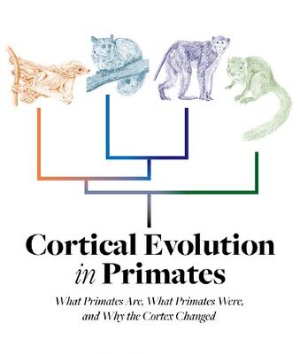 خرید و دانلود نسخه کامل کتاب Cortical evolution in Primates. What Primates are, what Primates were, and why the cortex changed