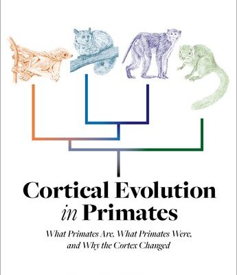 خرید و دانلود نسخه کامل کتاب Cortical Evolution in PrimatesCortical Evolution in Primates : What Primates Are, What Primates Were, and Why the Cortex Changed