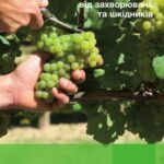 خرید و دانلود نسخه کامل کتاب Захист виноградників препаратами БАСФ від захворювань та шкідників