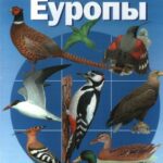 خرید و دانلود نسخه کامل کتاب Птушкi Еуропы. Палявы вызначальнiк