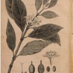 خرید و دانلود نسخه کامل کتاب Der arabische Kaffee, in naturgeschichtlicher, chemischer, diätetischer und ärztlicher Beziehung für Ärzte und Nichtärzte