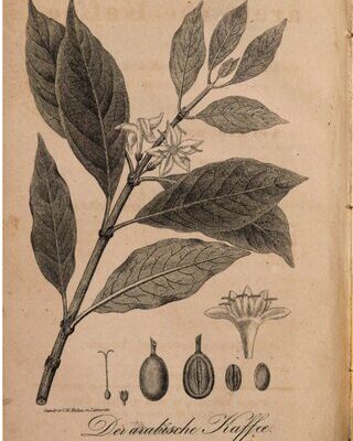 خرید و دانلود نسخه کامل کتاب Der arabische Kaffee, in naturgeschichtlicher, chemischer, diätetischer und ärztlicher Beziehung für Ärzte und Nichtärzte