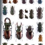 خرید و دانلود نسخه کامل کتاب Die Blatthomkäfer Mitteleuropas. Coleoptera, Scarabaeoidea