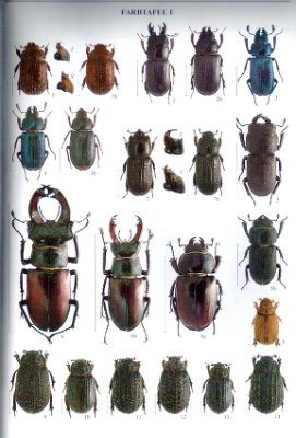 خرید و دانلود نسخه کامل کتاب Die Blatthomkäfer Mitteleuropas. Coleoptera, Scarabaeoidea