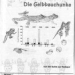 خرید و دانلود نسخه کامل کتاب Die Gelbbauchunke. Von der Suhle zur Radspur