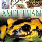 خرید و دانلود نسخه کامل کتاب DK Eyewitness Books: Amphibian