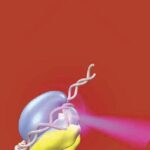 خرید و دانلود نسخه کامل کتاب DNA-Protein Interactions Principles and Protocols