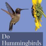 خرید و دانلود نسخه کامل کتاب Do Hummingbirds Hum?: Fascinating Answers to Questions About Hummingbirds (Animal Q&a Series)