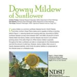 خرید و دانلود نسخه کامل کتاب Downy Mildew of Sunflower
