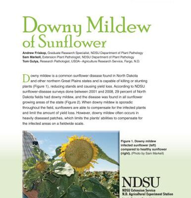 خرید و دانلود نسخه کامل کتاب Downy Mildew of Sunflower