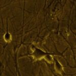 خرید و دانلود نسخه کامل کتاب Drugs of Abuse. Neurological Reviews and Protocols