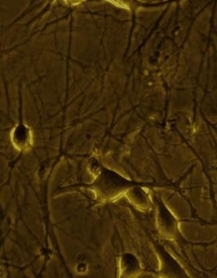 خرید و دانلود نسخه کامل کتاب Drugs of Abuse. Neurological Reviews and Protocols