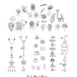 خرید و دانلود نسخه کامل کتاب Evolution and Speciation in Protozoa