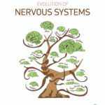 خرید و دانلود نسخه کامل کتاب Evolution of Nervous Systems, Second Edition