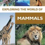 خرید و دانلود نسخه کامل کتاب Exploring the World of Mammals