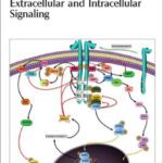 خرید و دانلود نسخه کامل کتاب Extracellular and Intracellular Signaling