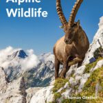 خرید و دانلود نسخه کامل کتاب Field Guide to Alpine Wildlife