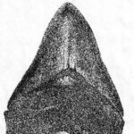 خرید و دانلود نسخه کامل کتاب Fossil Sharks: A Pictorial Review