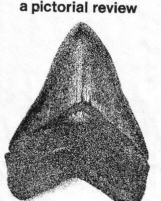 خرید و دانلود نسخه کامل کتاب Fossil Sharks: A Pictorial Review